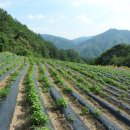 충북땅토지 귀촌지 전원주택지 오지땅매물방 단양부동산/단양군 대강면 산속골짜기에 전원주택지매매/1405/매매완료 이미지