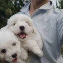 꼬똥몽드 이미지