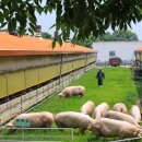 도드람농장 이미지