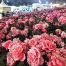5월은 장미꽃으로 전국이 물든다 전국 4대 장미 축제는 어디? 이미지