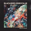 Blackbird 이미지