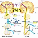 3권 22장 신경계 p224 척수상행로 이미지