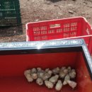 회인농장 이미지