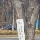 예담헌 인천원인재지점/ 겨울 동백꽃과 함께 한옥돌스냅 준비물&amp;꿀팁