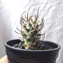 수원-0943 이미지