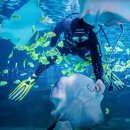 아쿠아리움 이미지