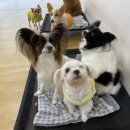 어썸 강아지 호텔 & 목욕 이미지