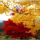 은하수커피 이미지