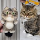 펫넘버원 | 모모아틀리에 주문제작 인형키링 후기 커스텀 고양이 인형키링 양모펠트