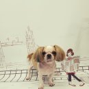 복실강아지 이미지