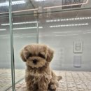 이정훈 강아지 하남본점 | 이정훈강아지 하남본점 하남강아지분양_ 우리집 귀여운 말티푸 막내 공주님 등장!