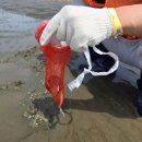 팔봉 갯벌체험장 화장실 | [인천 중구] 긁기만 해도 조개가 가득 나오는 이색데이트 포내 갯벌체험장