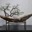 2025년 경기정원박람회분재특별전 이미지