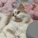 그루밍젤리 | 고양이 꼬리털 오버그루밍 치료 후기 / 안정제? 알러지? / 원인찾기까지 1년 걸렸던 과정
