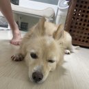 경희궁햇살약국 | 광복절 연휴