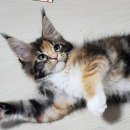 티피쿤(TIPPYCOON) 이미지