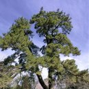 성읍리-23 이미지