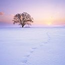 나무한그루 이미지