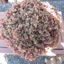 전원식당 이미지