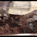 하이보리 이미지