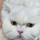 고양이랑놀자 이미지