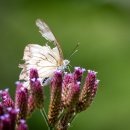 Brown Veined White Butterfly 이미지