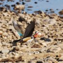 참중나무 이미지