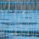 매생이 원조 이미지