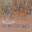(주)웨스트리버 | 남아공 크루거 국립공원 가는길: 요하네스버그 행 경유지 비교, 싱가포르 항공 비즈니스 마일리지 발권