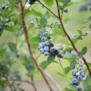 블루베리 앞 이미지