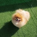 안다켄넬 이미지