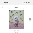 댕댕이펫살롱 이미지