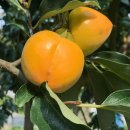 신전원일기 | 생방송 오늘저녁 산청 곶감 판매문의 위치 정보 가격 후기 거기 어디? 신전원일기