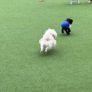 대덕대로317번길 | 대전 월평동 루프탑 애견카페 &#39;댕라운지&#39; 후기