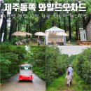 제주의료원 노동조합 | 제주동쪽 관광지 녹차밭 체험 와일드오차드 티 페스티벌 축제