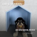 퍼피빌리지 | 파주 운정 애견카페 추천 헤이퍼피 후기 실내 야외 운동장이 넓어서 신나게 뛰뛰했어요!
