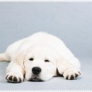 아담스펫 강아지분양 고양이분양 인천본점 이미지