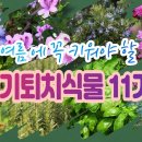 구문초 등 여름에 꼭 키워야 할 모기퇴치식물 11가지 /모기퇴치식물 종류 11가지/11 Mosquito Repellent Plants 이미지