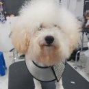 큐브애견미용학원 이미지