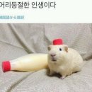 어서오시개 이미지