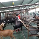 늘푸른흑염소3농장 이미지