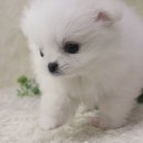 예쁜강아지 이미지