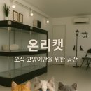 온리캣 이미지