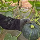 파근파근 밤호박 수확중~ 이미지