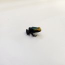 애니멀리움 이미지