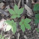 등골농장 이미지