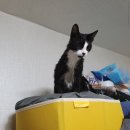 그루밍 시옷 이미지