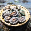 완도애 바른전복