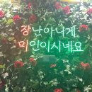 장미맨숀 이미지