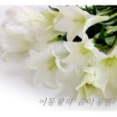 앙상블 포레 이미지